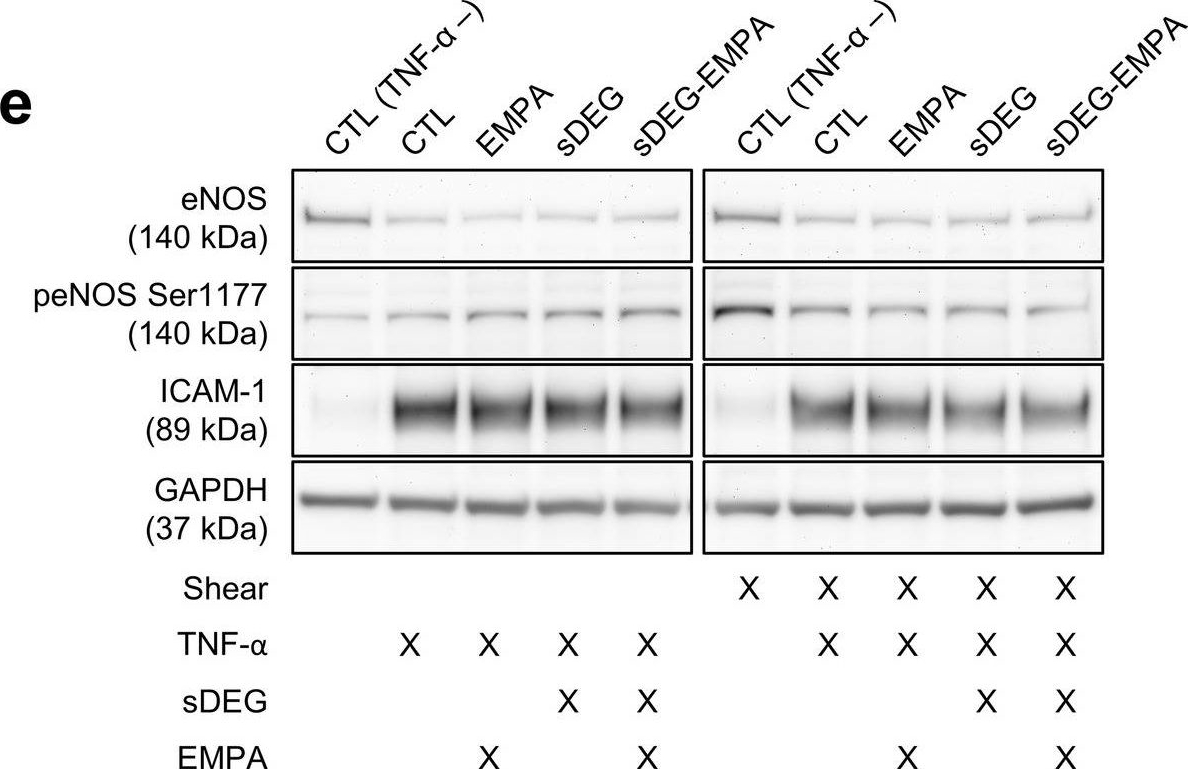 Fig.2.E showing Western Blotting in a Homo sapiens (Human) sample from the publication: Empagliflozin mitigates endothelial inflammation and attenuates endoplasmic reticulum stress signaling caused by sustained glycocalyx disruption.