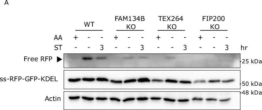 The ER-phagy receptor FAM134B is targeted by Salmonella Typhimurium to promote infection.