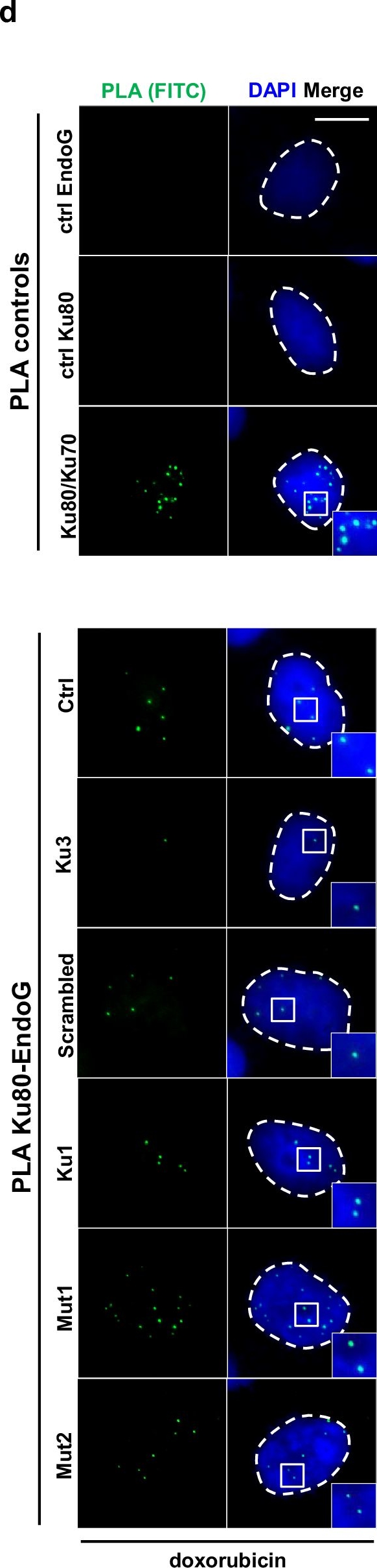 Fig.6.D showing Immunocytochemistry-immunofluorescence in a Homo sapiens (Human) sample from the publication: Discovery of an Endonuclease G-inhibitory Ku80-peptide protecting against leukemogenic rearrangements at the MLL breakpoint cluster.