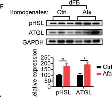 Fig.4.F showing Western Blotting from the publication: Remodeling of dermal adipose tissue alleviates cutaneous toxicity induced by anti-EGFR therapy.