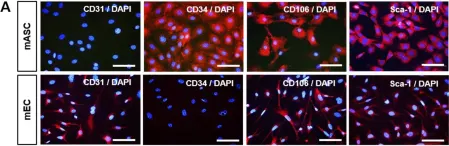 Fig.1.A showing Immunocytochemistry-immunofluorescence in a Mus musculus (House mouse) sample from the publication: Intramyocardial Adipose-Derived Stem Cell Transplantation Increases Pericardial Fat with Recovery of Myocardial Function after Acute Myocardial Infarction.