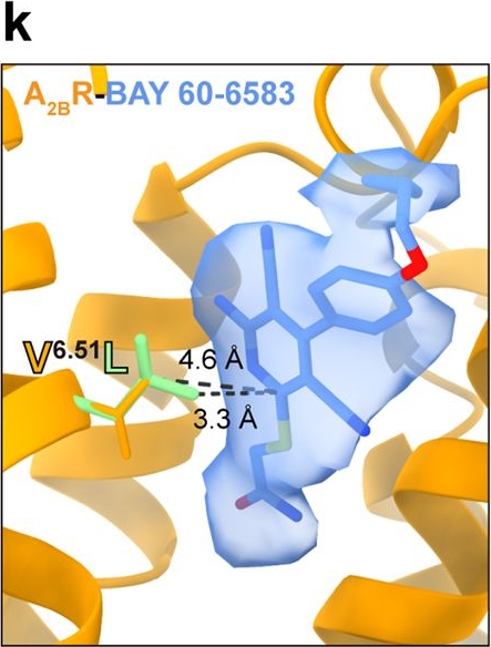 Fig.1.K from the publication: Structures of adenosine receptor A2BR bound to endogenous and synthetic agonists.