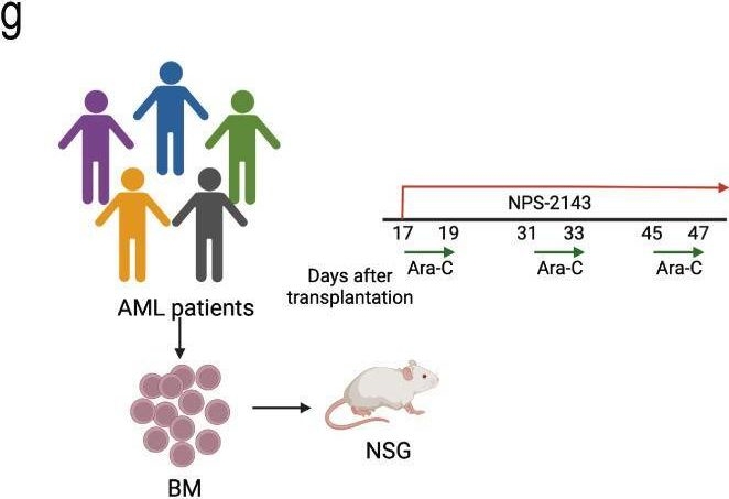 Fig.6.G from the publication: Distinct and targetable role of calcium-sensing receptor in leukaemia.