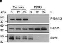 Fig.1.A showing Western Blotting from the publication: Fgf and Esrrb integrate epigenetic and transcriptional networks that regulate self-renewal of trophoblast stem cells.