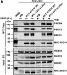 Fig.7.B showing Western Blotting in a Homo sapiens (Human) sample from the publication: Members of the autophagy class III phosphatidylinositol 3-kinase complex I interact with GABARAP and GABARAPL1 via LIR motifs.