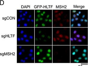 Fig.1.D showing Immunocytochemistry-immunofluorescence from the publication: HLTF resolves G4s and promotes G4-induced replication fork slowing to maintain genome stability.