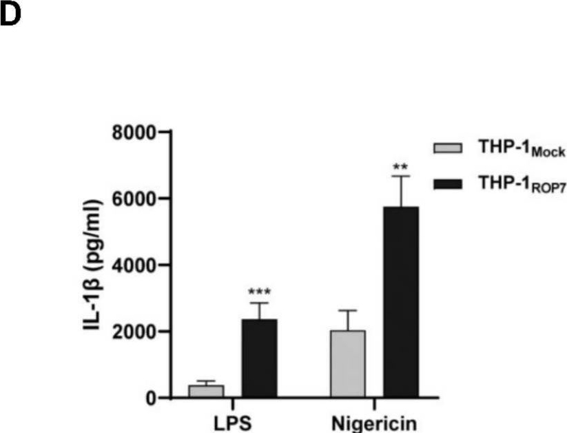 Fig.3.D showing Enzyme-linked immunosorbent assay from the publication: Toxoplasma gondii Rhoptry Protein 7 (ROP7) Interacts with NLRP3 and Promotes Inflammasome Hyperactivation in THP-1-Derived Macrophages.