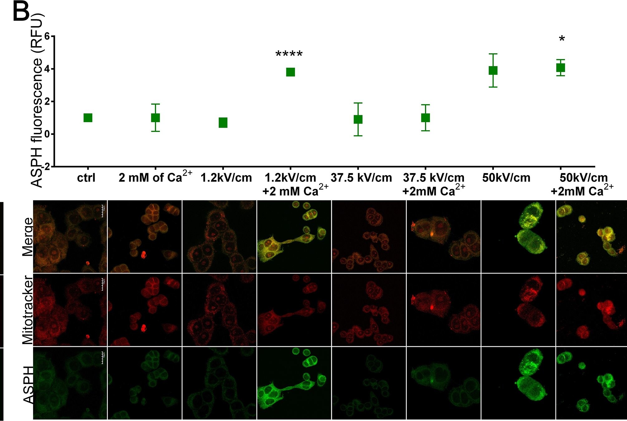 Fig.3.B showing Immunocytochemistry-immunofluorescence in a Homo sapiens (Human) sample from the publication: Calcium electroporation induces stress response through upregulation of HSP27, HSP70, aspartate β-hydroxylase, and CD133 in human colon cancer cells.