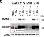Fig.2.C showing Western Blotting from the publication: Targeting Chondroitin Sulfate Reduces Invasiveness of Glioma Cells by Suppressing CD44 and Integrin β1 Expression.