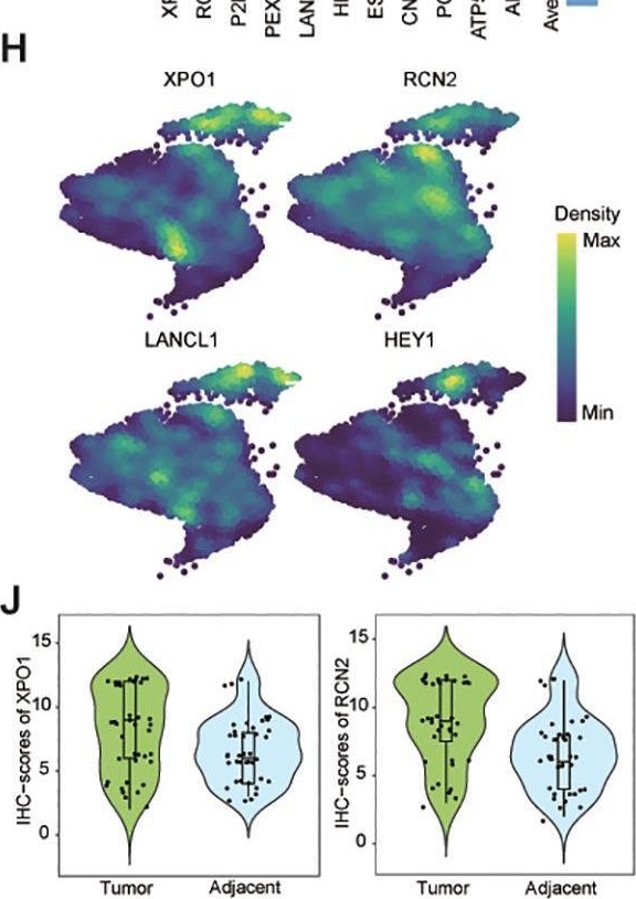 Fig.5.H showing Flow cytometry/Cell sorting from the publication: Integrative multi-omics analysis reveals a novel subtype of hepatocellular carcinoma with biological and clinical relevance.
