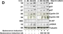 Fig.2.D showing Western Blotting in a Homo sapiens (Human) sample from the publication: Long-term quiescent fibroblast cells transit into senescence.