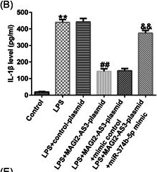 Fig.5.B showing Enzyme-linked immunosorbent assay from the publication: Role of lncRNA MAGI2-AS3 in lipopolysaccharide-induced nucleus pulposus cells injury by regulating miR-374b-5p/interleukin-10 axis.