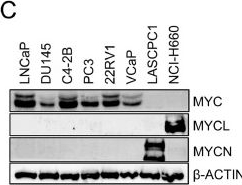 Fig.1.C showing Western Blotting in a Homo sapiens (Human) sample from the publication: A MYC family switch: L-MYC drives and maintains neuroendocrine lineage programs in prostate cancer.