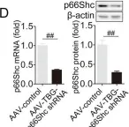 Fig.1.D showing Western Blotting from the publication: USP15 regulates p66Shc stability associated with Drp1 activation in liver ischemia/reperfusion.