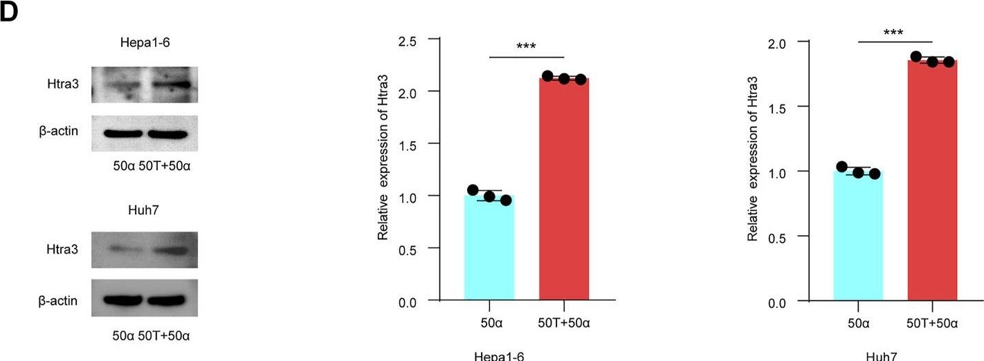 Fig.6.D showing Western Blotting in a Homo sapiens (Human) sample from the publication: Integrated Analysis Reveals the Gut Microbial Metabolite TMAO Promotes Inflammatory Hepatocellular Carcinoma by Upregulating POSTN.