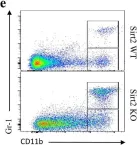 Fig.4.E showing Flow cytometry/Cell sorting in a Mus musculus (House mouse) sample from the publication: Loss of Sirt2 increases and prolongs a caerulein-induced pancreatitis permissive phenotype and induces spontaneous oncogenic Kras mutations in mice.