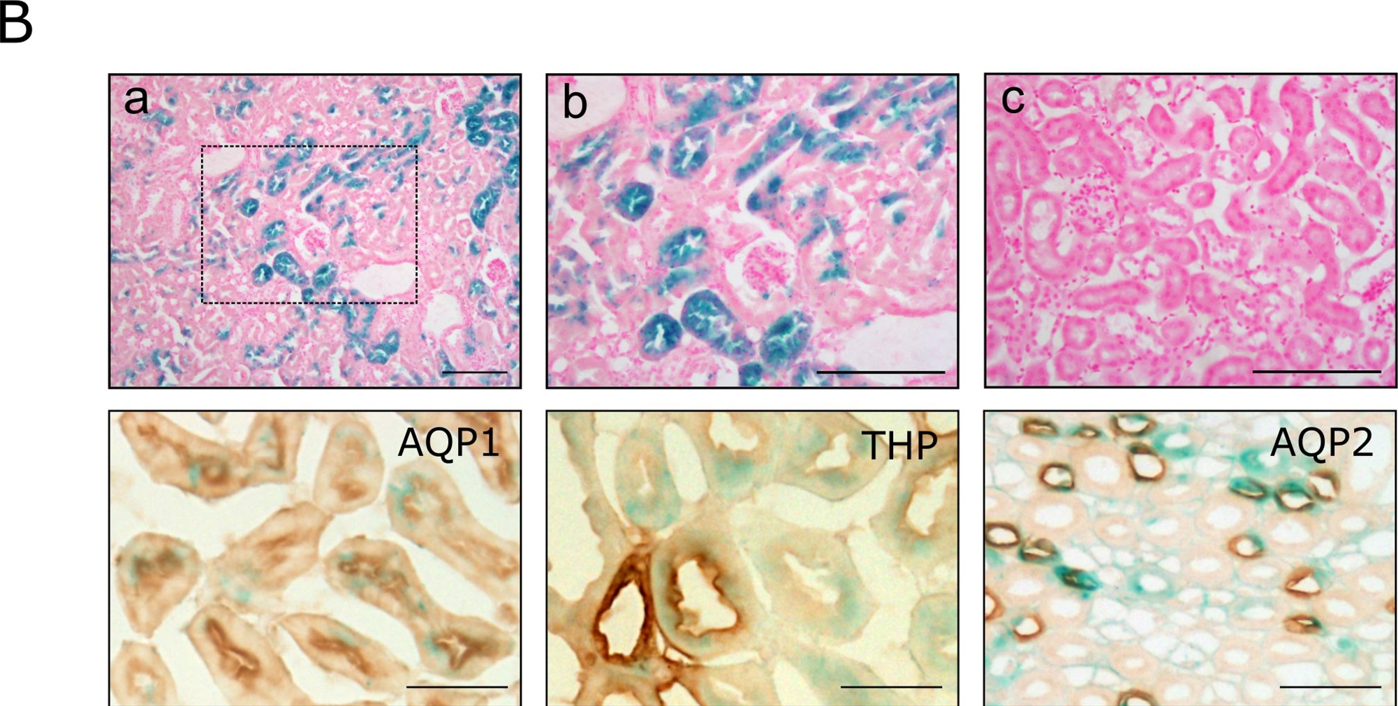 Fig.2.B showing Immunohistochemistry in a Mus musculus (House mouse) sample from the publication: Generation and Characterisation of a Pax8-CreERT2 Transgenic Line and a Slc22a6-CreERT2 Knock-In Line for Inducible and Specific Genetic Manipulation of Renal Tubular Epithelial Cells.