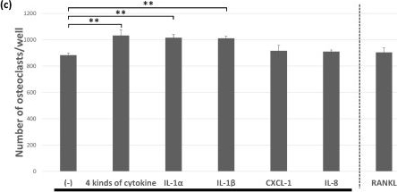 Fig.2.C from the publication: IL-1 Generated by Oral Squamous Cell Carcinoma Stimulates Tumor-Induced and RANKL-Induced Osteoclastogenesis: A Possible Mechanism of Bone Resorption Induced by the Infiltration of Oral Squamous Cell Carcinoma.