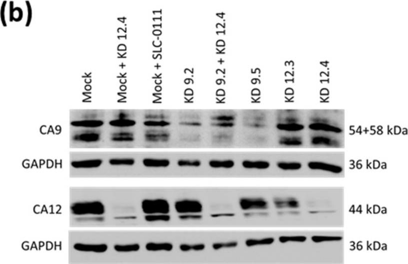 CA12 antibodies - Antibody search engine - CiteAb