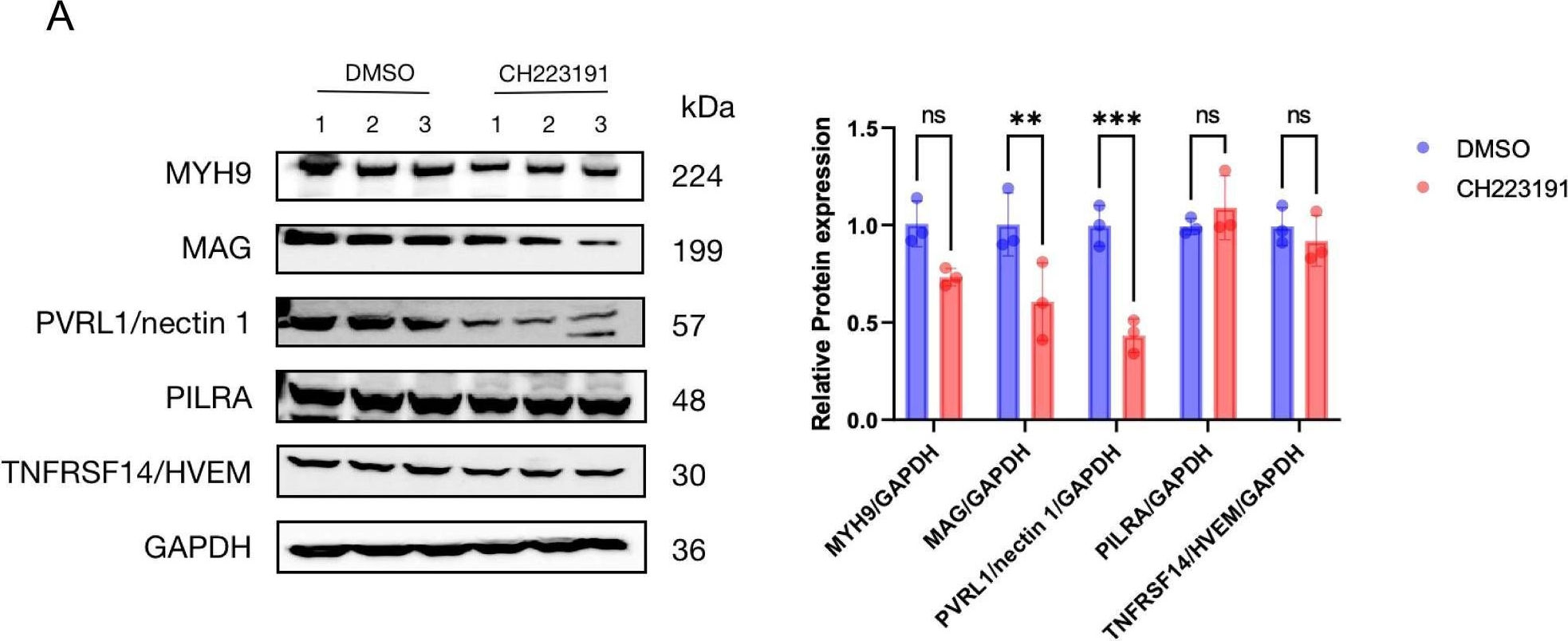 Fig.6.A showing Western Blotting from the publication: Aryl hydrocarbon receptor facilitates HSV-1 lytic infection by enhancing viral gene transcription and receptor expression.