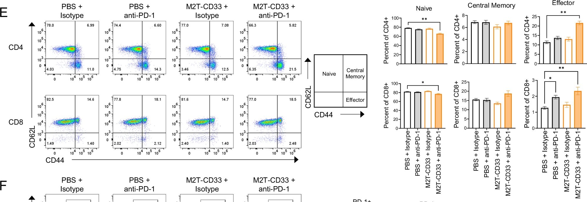Fig.7.E showing Flow cytometry/Cell sorting in a Mus musculus (House mouse) sample from the publication: A superantigen-based MHC class II-targeted cancer immunotherapy for the treatment of acute myeloid leukemia.
