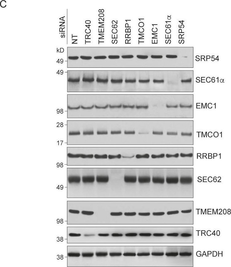 Fig.1.C showing Western Blotting from the publication: Flaviviruses induce ER-specific remodelling of protein synthesis.