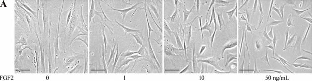 Fig.1.A showing Immunohistochemistry from the publication: RNA sequencing analysis of FGF2-responsive transcriptome in skin fibroblasts.