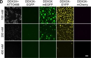 Fig.8.D showing Immunocytochemistry-immunofluorescence from the publication: Fluorescent protein and peptide tags alter condensate formation and dynamics in vivo and in vitro.