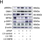 Fig.8.H showing Western Blotting from the publication: circ-CBFB upregulates p66Shc to perturb mitochondrial dynamics in APAP-induced liver injury.