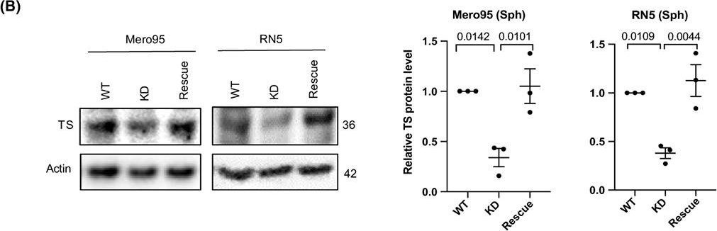 Fig.6.B showing Western Blotting from the publication: Heterogeneous RNA editing and influence of ADAR2 on mesothelioma chemoresistance and the tumor microenvironment.