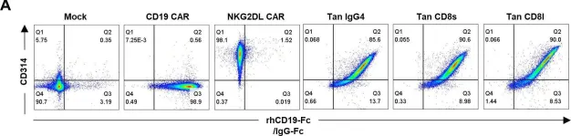 Fig.2.A showing Flow cytometry/Cell sorting from the publication: Tandem CAR T-cells targeting CD19 and NKG2DL can overcome CD19 antigen escape in B-ALL.