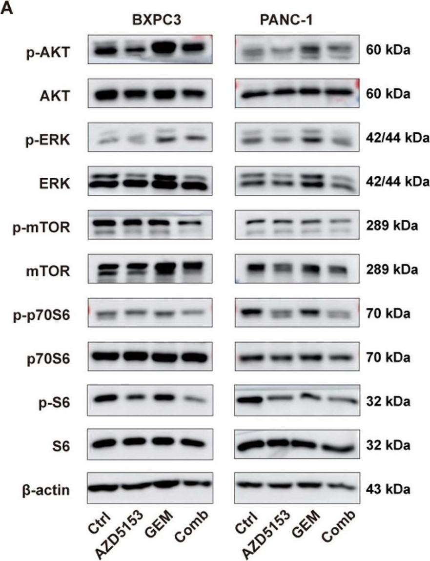 Fig.4.A showing Western Blotting from the publication: AZD5153 enhances the chemo-sensitivity of gemcitabine on pancreatic cancer cells in vitro and in vivo.
