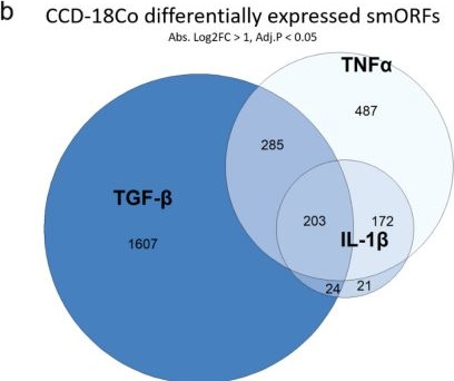 Fig.5.B from the publication: Microprotein-encoding RNA regulation in cells treated with pro-inflammatory and pro-fibrotic stimuli.