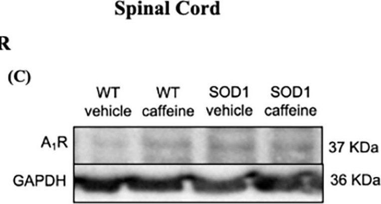 Fig.7.C showing Western Blotting in a Mus musculus (House mouse) sample from the publication: Changes in adenosine receptors and neurotrophic factors in the SOD1G93A mouse model of amyotrophic lateral sclerosis: Modulation by chronic caffeine.