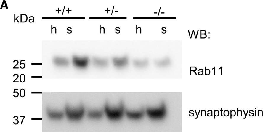 Fig.7.A showing Western Blotting from the publication: The BACE1-generated C-terminal fragment of the neural cell adhesion molecule 2 (NCAM2) promotes BACE1 targeting to Rab11-positive endosomes.