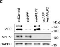 Fig.1.C showing Western Blotting from the publication: Endothelial soluble APP/APLP2 promote heart repair through KIT-mediated angiogenesis.