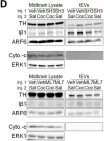 Fig.4.D showing Western Blotting in a Mus musculus (House mouse) sample from the publication: Cocaine-induced endocannabinoid signaling mediated by sigma-1 receptors and extracellular vesicle secretion.