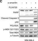 Fig.3.C showing Western Blotting from the publication: BRAF inhibition sensitizes melanoma cells to α-amanitin via decreased RNA polymerase II assembly.