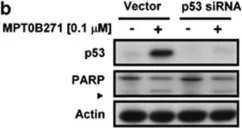 Fig.5.B showing Western Blotting in a Homo sapiens (Human) sample from the publication: Orally active microtubule-targeting agent, MPT0B271, for the treatment of human non-small cell lung cancer, alone and in combination with erlotinib.