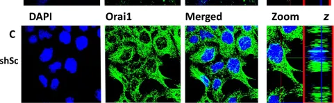 Fig.5.C showing Immunocytochemistry-immunofluorescence in a Mus musculus (House mouse) sample from the publication: SPCA2 regulates Orai1 trafficking and store independent Ca2+ entry in a model of lactation.