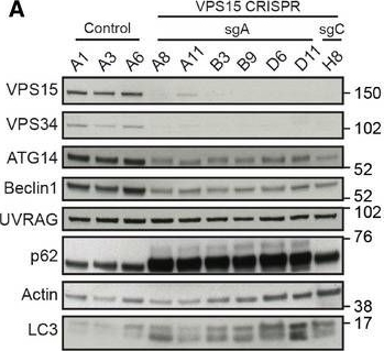 Phosphoproteomic identification of ULK substrates reveals VPS15-dependent ULK/VPS34 interplay in the regulation of autophagy.