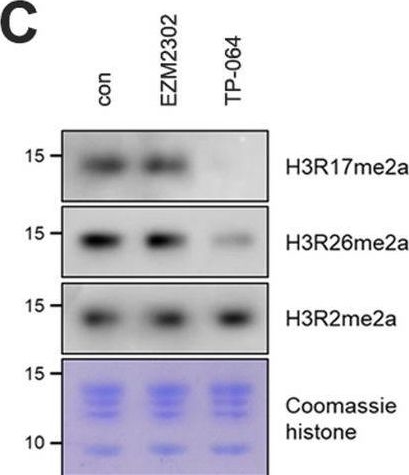 Fig.1.C showing Western Blotting from the publication: Context-specific applications of CARM1 inhibitors: functional profiles of EZM2302 and TP-064.