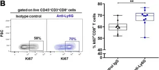 Fig.4.B showing Flow cytometry/Cell sorting from the publication: Tumor-Associated Neutrophils Dampen Adaptive Immunity and Promote Cutaneous Squamous Cell Carcinoma Development.