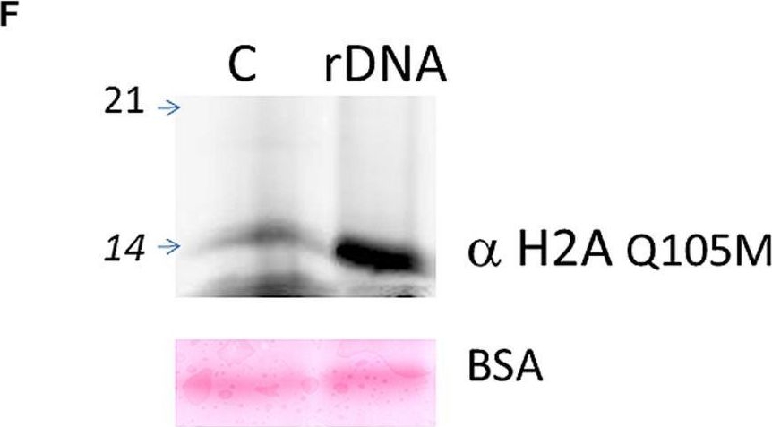 Fig.3.F showing Western Blotting in a Brassica oleracea (Wild cabbage) sample from the publication: Fibrillarin methylates H2A in RNA polymerase I trans-active promoters in Brassica oleracea.