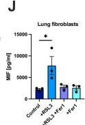Fig.1.J showing Enzyme-linked immunosorbent assay from the publication: An atlas of ferroptosis-induced secretomes.