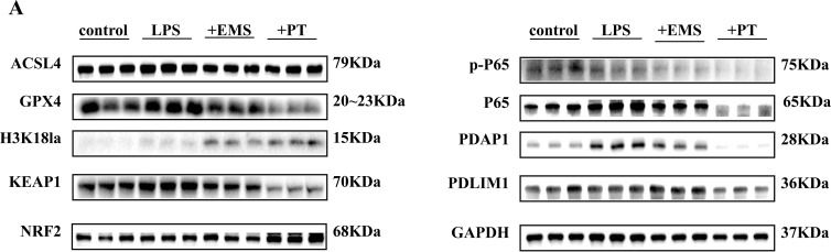 Fig.4.A showing Western Blotting from the publication: Lactylation-driven PDLIM1/PDAP1 axis remodels the inflammatory landscape of acute lung injury: mechanistic insights and precision intervention.