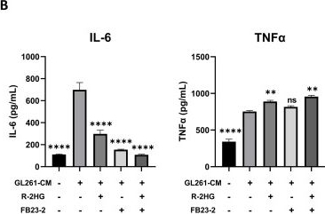 Fig.6.B showing Enzyme-linked immunosorbent assay from the publication: The oncometabolite R-2-hydroxyglutarate inhibits microglial activation via the FTO/NF-κB pathway.