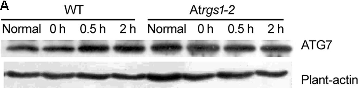 Fig.4.A showing Western Blotting in an Arabidopsis thaliana (Thale cress) sample from the publication: Endocytosis of AtRGS1 Is Regulated by the Autophagy Pathway after D-Glucose Stimulation.