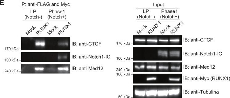 Fig.2.E showing Western Blotting from the publication: Notch interaction with RUNX factors regulates initiation of the T-lineage program.