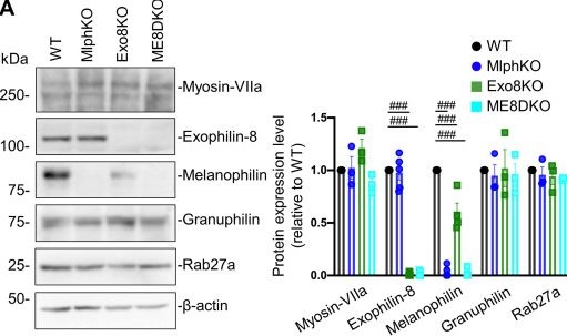 Fig.3.A showing Western Blotting from the publication: Functional hierarchy among different Rab27 effectors involved in secretory granule exocytosis.